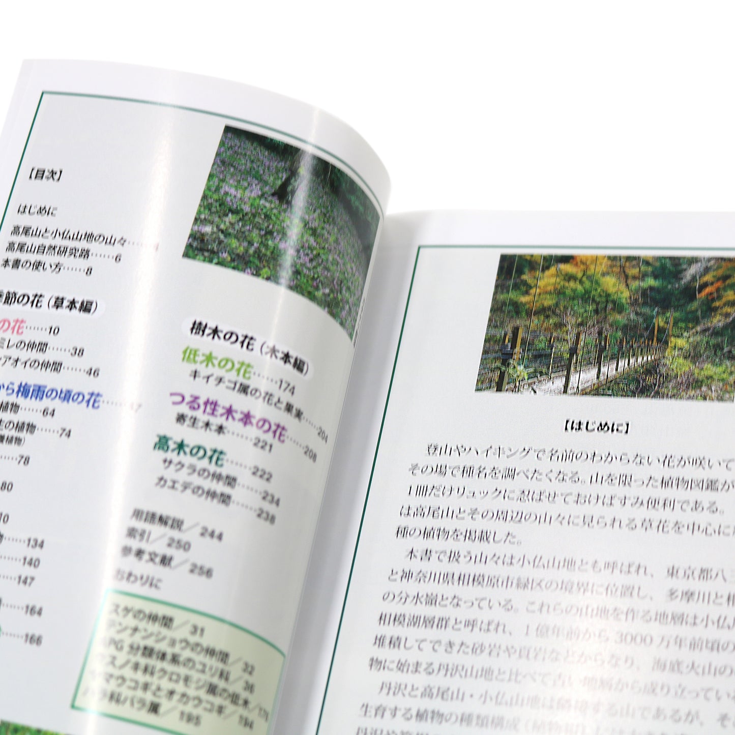 高尾山に咲く花